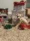 Miniature Schnauzer Puppies for sale in Atoka, OK 74525, USA. price: $1,000