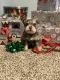 Miniature Schnauzer Puppies for sale in Atoka, OK 74525, USA. price: $1,300