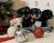 Miniature Schnauzer Puppies for sale in 114 Deer Trail Ln, Rocky Top, TN 37769, USA. price: $800