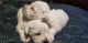 Miniature Schnauzer Puppies for sale in Snellville, GA 30078, USA. price: $1,500