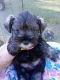 Miniature Schnauzer Puppies for sale in Keystone Heights, FL 32656, USA. price: NA