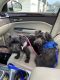 Miniature Schnauzer Puppies for sale in Willoughby, OH 44094, USA. price: $500