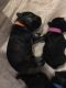 Miniature Schnauzer Puppies for sale in Lewisville, TX, USA. price: $1,000