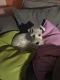 Miniature Schnauzer Puppies for sale in Middletown, CT, USA. price: $3,000