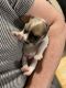 Miniature Schnauzer Puppies for sale in Atlanta, GA, USA. price: $900