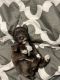 Miniature Schnauzer Puppies for sale in Glen Burnie, MD, USA. price: $1,200