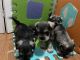 Miniature Schnauzer Puppies for sale in 60 Washburn Ave, Freeport, NY 11520, USA. price: $2,000