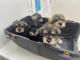 Miniature Schnauzer Puppies for sale in Sardinia, OH 45171, USA. price: $1,200