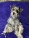 Miniature Schnauzer Puppies for sale in Marysville, CA, USA. price: NA