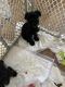 Miniature Schnauzer Puppies for sale in Kissimmee, FL 34744, USA. price: $850