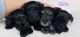 Miniature Schnauzer Puppies for sale in Vancouver, WA 98686, USA. price: $2,000