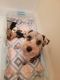 Miniature Schnauzer Puppies for sale in Bryson City, NC 28713, USA. price: $1,300