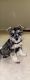 Miniature Schnauzer Puppies for sale in Phoenix, AZ, USA. price: $1,000