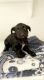 Miniature Schnauzer Puppies for sale in Pueblo, CO, USA. price: $2,000