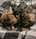 Miniature Schnauzer Puppies for sale in 3977 Myers St, Merryville, LA 70653, USA. price: $1,000