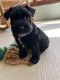 Miniature Schnauzer Puppies for sale in Spencer, IN 47460, USA. price: NA