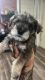 Miniature Schnauzer Puppies for sale in Fort Lauderdale, FL 33319, USA. price: NA