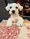 Miniature Schnauzer Puppies for sale in Catonsville, MD 21228, USA. price: $1,500