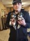 Miniature Schnauzer Puppies for sale in Phoenix, AZ 85023, USA. price: $800