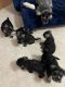 Miniature Schnauzer Puppies for sale in Hobart, IN, USA. price: $2,000
