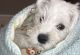 Miniature Schnauzer Puppies for sale in Waukegan, IL, USA. price: $1,600