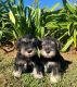 Miniature Schnauzer Puppies for sale in Allentown, PA, USA. price: $900