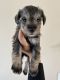 Miniature Schnauzer Puppies for sale in Mulberry, FL 33860, USA. price: $1,500