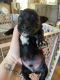 Miniature Schnauzer Puppies for sale in Lawsonville, NC 27016, USA. price: $950
