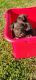 Miniature Schnauzer Puppies for sale in Gadsden, AL, USA. price: NA