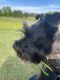 Miniature Schnauzer Puppies for sale in Spring Hill, FL, USA. price: NA