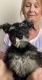 Miniature Schnauzer Puppies for sale in Dublin, OH, USA. price: $1,000