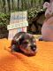 Miniature Schnauzer Puppies for sale in Anniston, AL, USA. price: NA