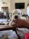 Miniature Schnauzer Puppies for sale in Moreno Valley, CA, USA. price: $1,000