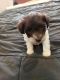 Miniature Schnauzer Puppies for sale in Alamosa, CO 81101, USA. price: $1,500