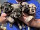 Miniature Schnauzer Puppies for sale in Hickory, NC, USA. price: $1,200