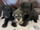 Miniature Schnauzer Puppies for sale in Chicago, IL 60614, USA. price: $1,000