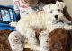 Miniature Schnauzer Puppies for sale in Lawrenceville, GA, USA. price: $1,000