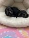 Miniature Schnauzer Puppies for sale in 1273 Old State Hwy 20, Alexander, NC 28701, USA. price: $1,000