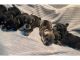 Miniature Schnauzer Puppies for sale in Pittsburgh, PA, USA. price: $900