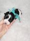 Miniature Schnauzer Puppies for sale in Oklahoma City, OK, USA. price: $1,200