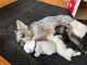 Miniature Schnauzer Puppies for sale in Minneapolis, MN, USA. price: $1,500