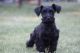Miniature Schnauzer Puppies for sale in Bonham, TX 75418, USA. price: $1,000