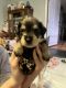 Miniature Schnauzer Puppies for sale in Dallas, GA, USA. price: NA
