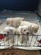 Miniature Schnauzer Puppies for sale in Brooksville, FL 34601, USA. price: NA