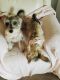 Miniature Schnauzer Puppies for sale in Morriston, FL 32668, USA. price: $1,000