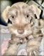 Miniature Schnauzer Puppies for sale in Burnsville, NC 28714, USA. price: $2,200