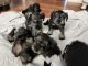 Miniature Schnauzer Puppies for sale in San Antonio, TX, USA. price: $400