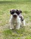 Miniature Schnauzer Puppies for sale in Toccoa, GA 30577, USA. price: $1,000