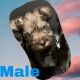 Miniature Schnauzer Puppies for sale in Raleigh, NC, USA. price: NA