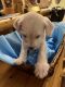 Miniature Schnauzer Puppies for sale in Williston, SC 29853, USA. price: $1,200
